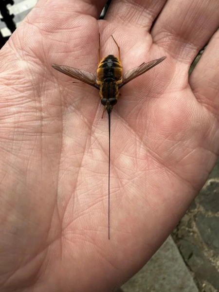 Минута отдыха Красота и уникальность безобидных насекомых, которые только выглядят страшно Животные 