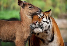 Минута отдыха Трогательные истории дружбы между самыми разными животными Животные 