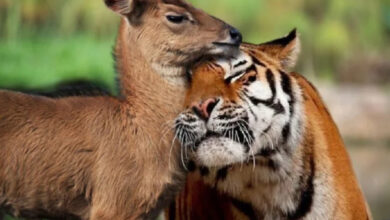 Минута отдыха Трогательные истории дружбы между самыми разными животными Животные 