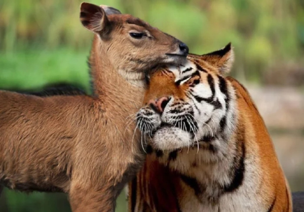 Минута отдыха Трогательные истории дружбы между самыми разными животными Животные Минута отдыха Трогательные истории дружбы между самыми разными животными Животные