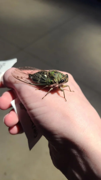 Минута отдыха Красота и уникальность безобидных насекомых, которые только выглядят страшно Животные 