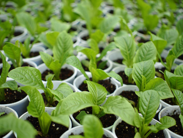 Минута отдыха Глицин для рассады: секрет крепких и здоровых растений! Интересное 