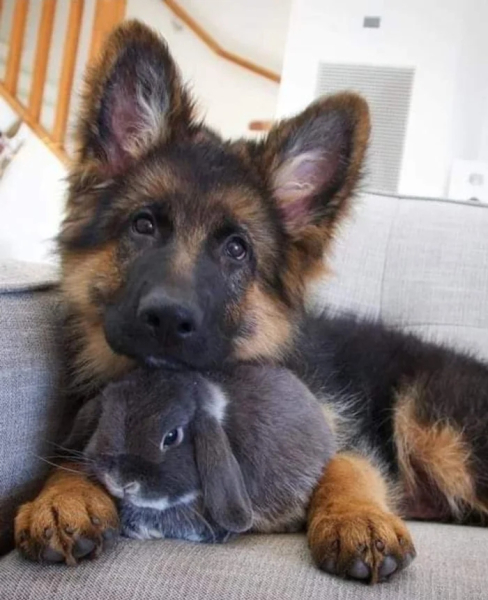 Минута отдыха Трогательные истории дружбы между самыми разными животными Животные Минута отдыха Трогательные истории дружбы между самыми разными животными Животные