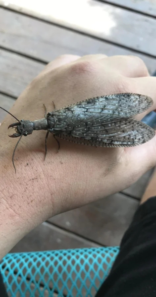 Минута отдыха Красота и уникальность безобидных насекомых, которые только выглядят страшно Животные 