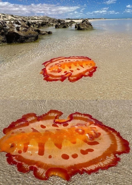 Минута отдыха Впечатляющее многообразие природы в её необычных обитателях Животные 