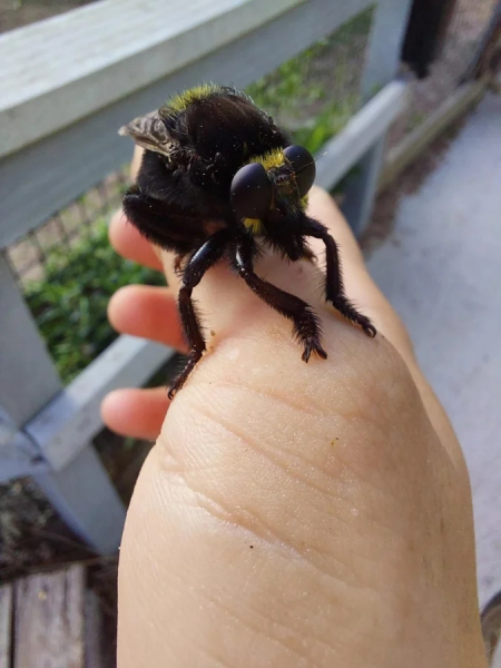 Минута отдыха Красота и уникальность безобидных насекомых, которые только выглядят страшно Животные 