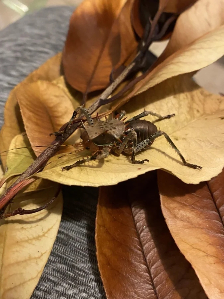 Минута отдыха Красота и уникальность безобидных насекомых, которые только выглядят страшно Животные 