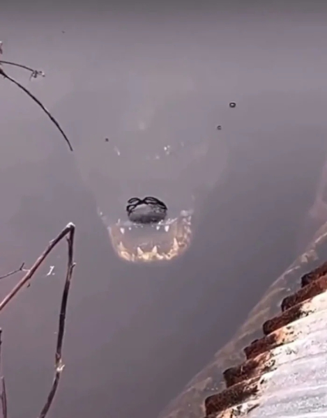 Минута отдыха Опасные обитатели Земли и природные явления, от которых мурашки по коже Животные 