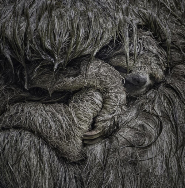 Минута отдыха Впечатляющее многообразие природы в её необычных обитателях Животные 