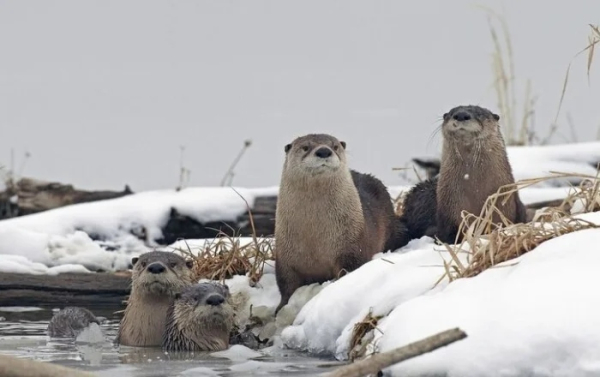 Минута отдыха Нелепые и очаровательные зверюшки, которых невозможно не любить Животные 