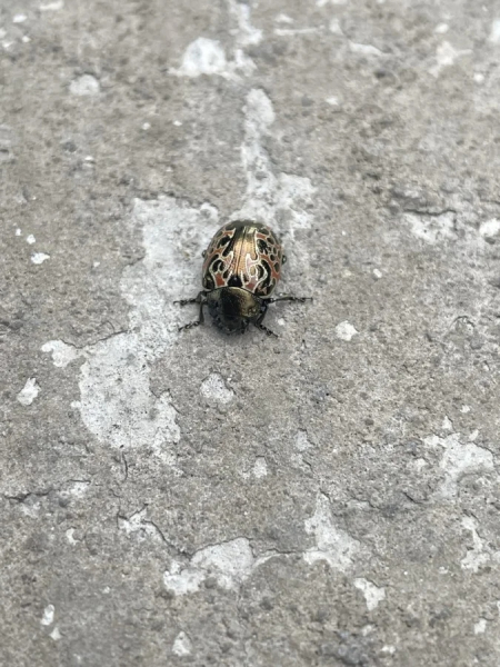 Минута отдыха Красота и уникальность безобидных насекомых, которые только выглядят страшно Животные 