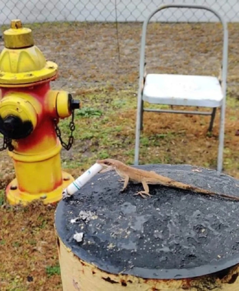 Минута отдыха Нелепые и очаровательные зверюшки, которых невозможно не любить Животные 