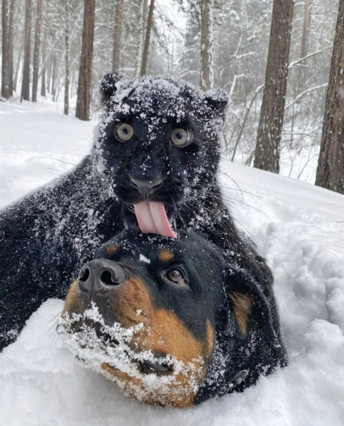 Минута отдыха Трогательные истории дружбы между самыми разными животными Животные Минута отдыха Трогательные истории дружбы между самыми разными животными Животные
