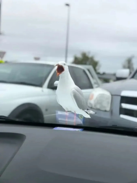 Минута отдыха Нелепые и очаровательные зверюшки, которых невозможно не любить Животные 