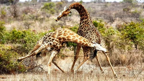 Минута отдыха Пять шокирующих фактов о жирафах, которые вас удивят Животные Минута отдыха Пять шокирующих фактов о жирафах, которые вас удивят Животные