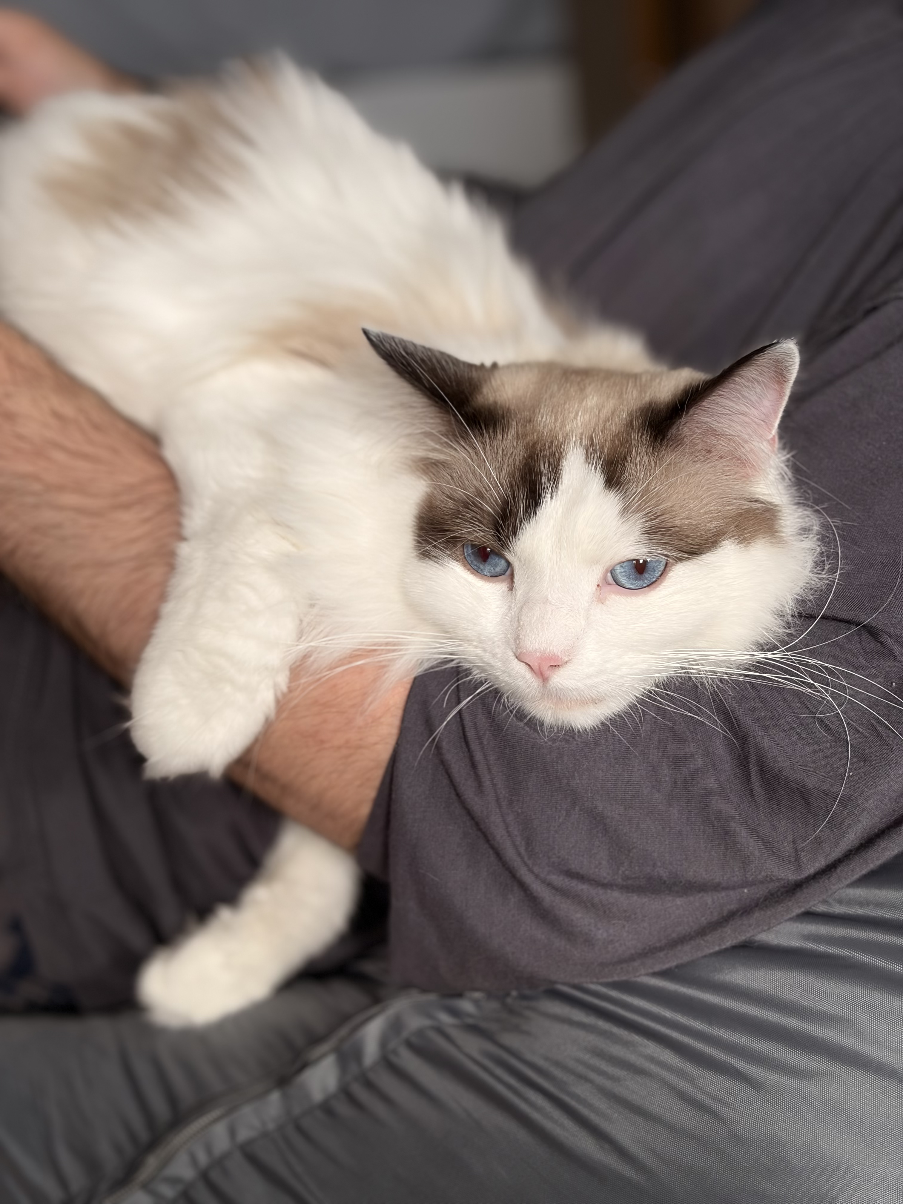 Минута отдыха Личный опыт: 4 месяца с iPhone 17 — лучшим и скучнейшим айфоном 2026 года Полезности 