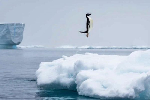 Минута отдыха Впечатляющее многообразие природы в её необычных обитателях Животные 