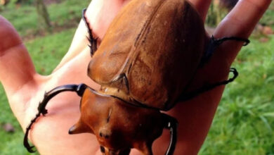 Минута отдыха Красота и уникальность безобидных насекомых, которые только выглядят страшно Животные 