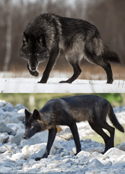 Минута отдыха Впечатляющее многообразие природы в её необычных обитателях Животные 