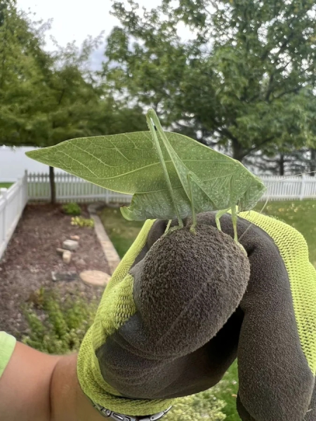 Минута отдыха Красота и уникальность безобидных насекомых, которые только выглядят страшно Животные 