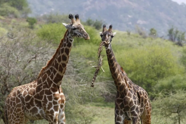 Минута отдыха Пять шокирующих фактов о жирафах, которые вас удивят Животные Минута отдыха Пять шокирующих фактов о жирафах, которые вас удивят Животные