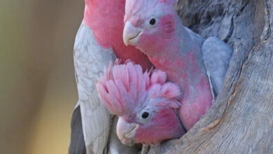 Минута отдыха Впечатляющее многообразие природы в её необычных обитателях Животные 