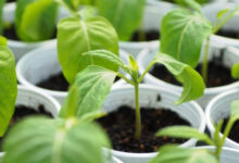 Минута отдыха Глицин для рассады: секрет крепких и здоровых растений! Интересное 