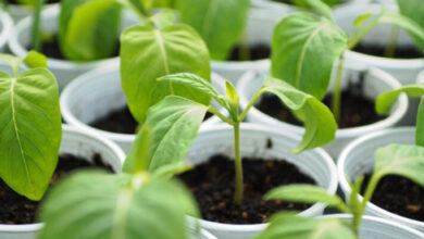 Минута отдыха Глицин для рассады: секрет крепких и здоровых растений! Интересное 