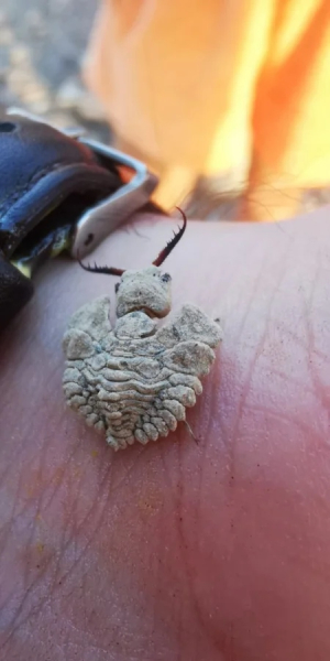 Минута отдыха Красота и уникальность безобидных насекомых, которые только выглядят страшно Животные 