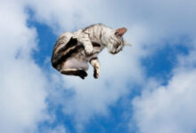 Минута отдыха Почему кошки всегда приземляются на четыре лапы? Интересное 