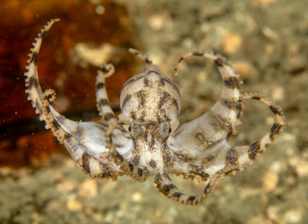 Минута отдыха Синекольчатый осьминог: его яда хватит на 30 человек! Интересное 