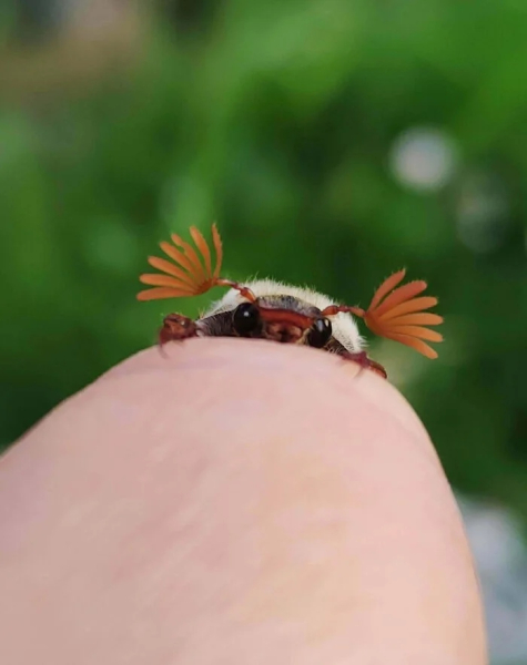 Минута отдыха Красота и уникальность безобидных насекомых, которые только выглядят страшно Животные 