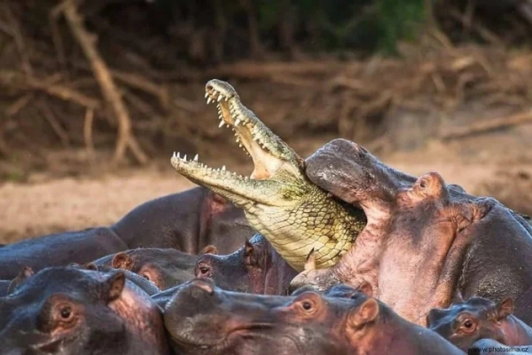 Минута отдыха Опасные обитатели Земли и природные явления, от которых мурашки по коже Животные 
