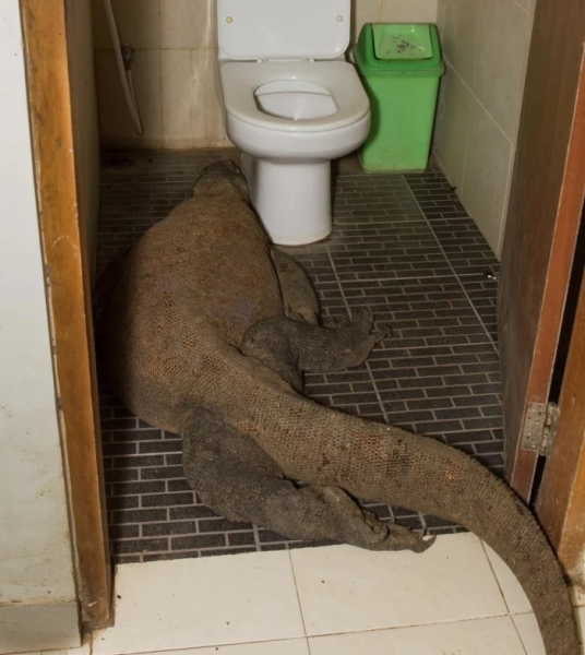 Минута отдыха Нелепые и очаровательные зверюшки, которых невозможно не любить Животные 