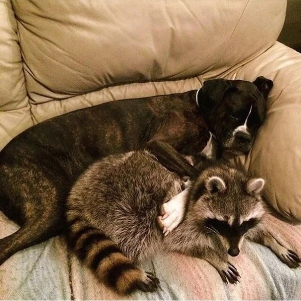 Минута отдыха Сонные объятия животных, которые используют друг друга как подушки Животные Минута отдыха Сонные объятия животных, которые используют друг друга как подушки Животные