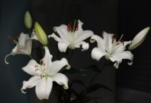 Минута отдыха Аллерголог Молочкова: аромат лилий может вызвать головную боль и спазм дыхания Полезности хризантемы растения пыльца лилии герберы 