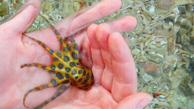 Минута отдыха Синекольчатый осьминог: его яда хватит на 30 человек! Интересное 