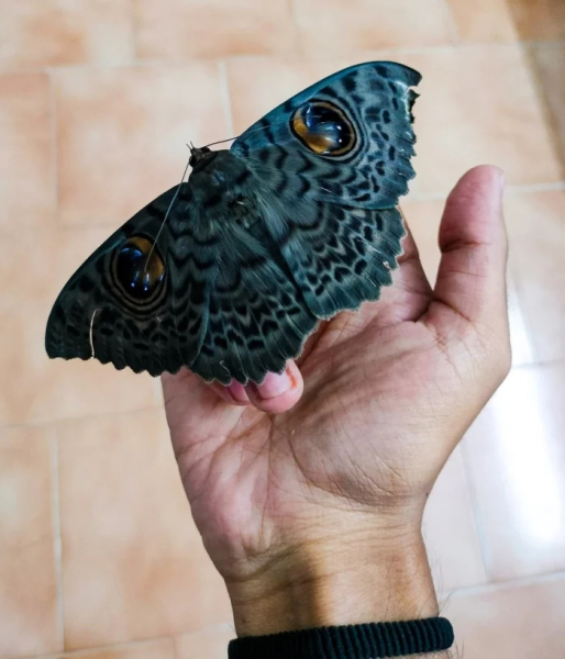 Минута отдыха Красота и уникальность безобидных насекомых, которые только выглядят страшно Животные 