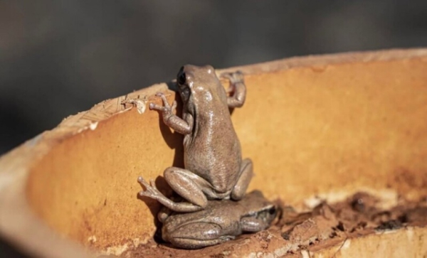 Минута отдыха Впечатляющее многообразие природы в её необычных обитателях Животные 