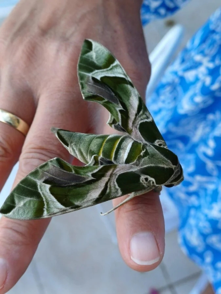 Минута отдыха Красота и уникальность безобидных насекомых, которые только выглядят страшно Животные 