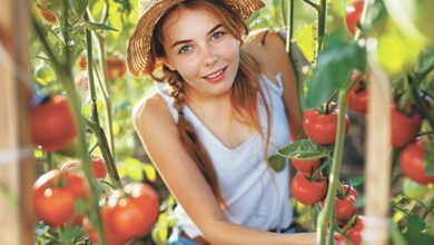 Минута отдыха Спасти рядового томата Сад огород 