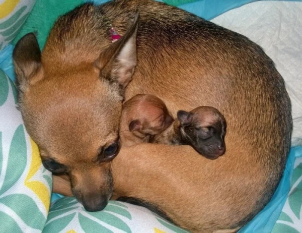 Минута отдыха Сонные объятия животных, которые используют друг друга как подушки Животные Минута отдыха Сонные объятия животных, которые используют друг друга как подушки Животные