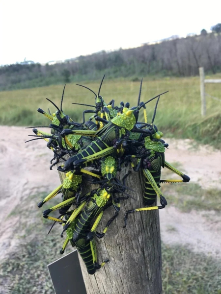 Минута отдыха Красота и уникальность безобидных насекомых, которые только выглядят страшно Животные 