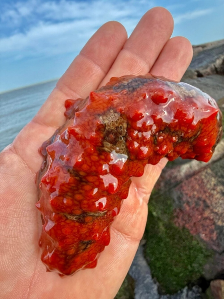 Минута отдыха Впечатляющее многообразие природы в её необычных обитателях Животные 