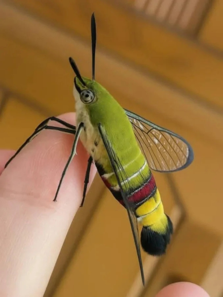 Минута отдыха Красота и уникальность безобидных насекомых, которые только выглядят страшно Животные 