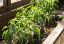 Минута отдыха Как уговорить перец на большой урожай Сад огород 