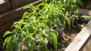 Минута отдыха Как уговорить перец на большой урожай Сад огород 