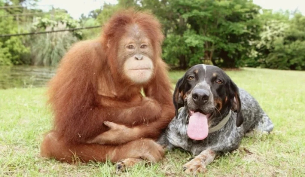 Минута отдыха Трогательные истории дружбы между самыми разными животными Животные Минута отдыха Трогательные истории дружбы между самыми разными животными Животные