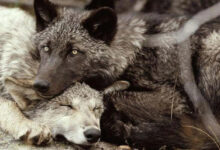 Минута отдыха Сонные объятия животных, которые используют друг друга как подушки Животные 