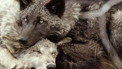 Минута отдыха Сонные объятия животных, которые используют друг друга как подушки Животные 